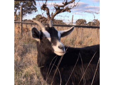 Goat in vineyard