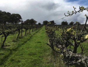 image of the vineyard showing vines that have begun to burst and a few leaves