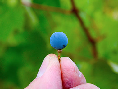two fingers holding a grape that's about the size of a pea. 