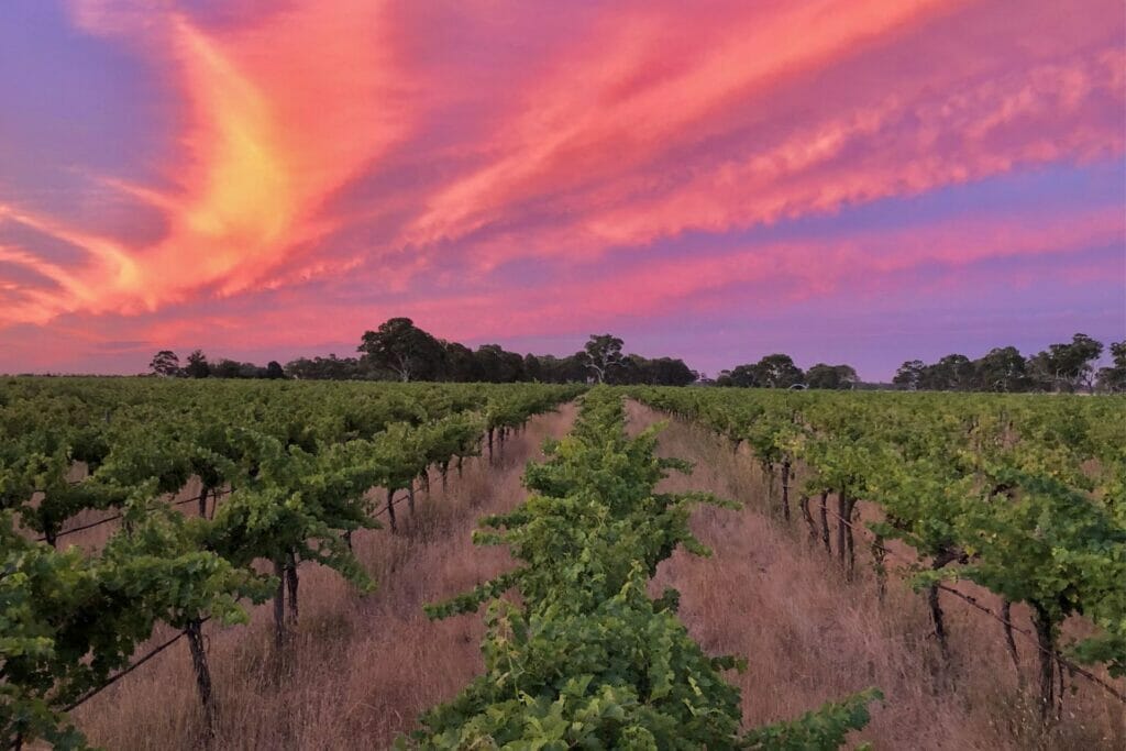 Pink sunset over Koonara Wines Vineyard