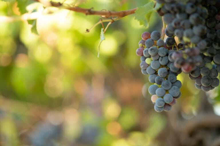 7 Heavenly Details About Ambriel’s Gift Cabernet Sauvignon: The Wine You’ve Been Dreaming Of.