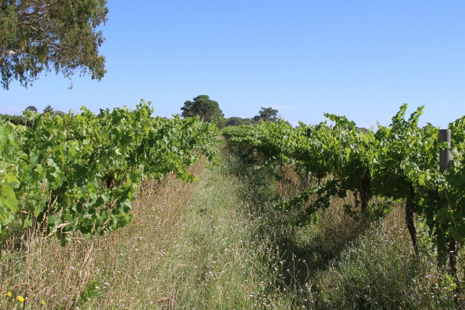 Koonara Wines Organic Vineyard