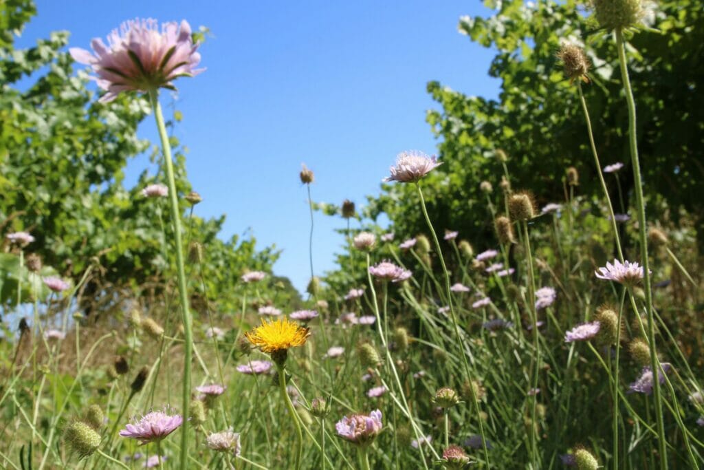 The dasies and Dandelion in our vineyard which inspired the Label for our Chardonnay