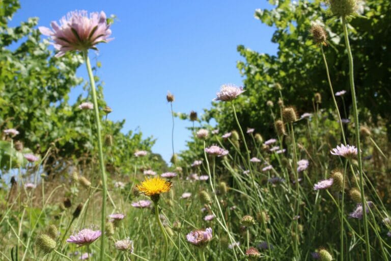Discovering the Delights of Daisies & Dandelions Chardonnay