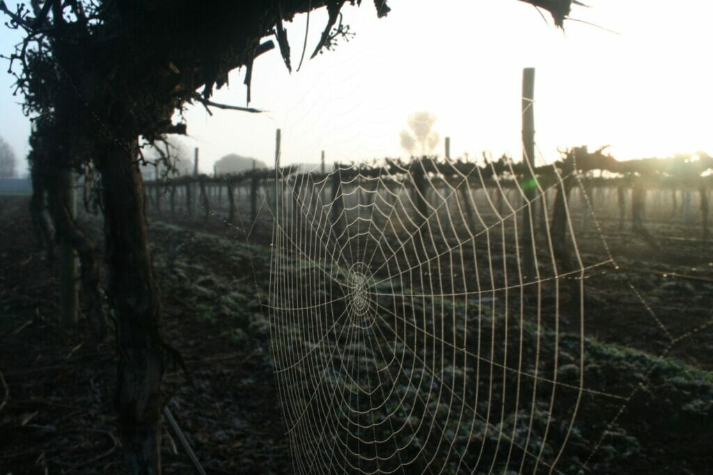 The web of a Golden Orb spider glistening in the morning light