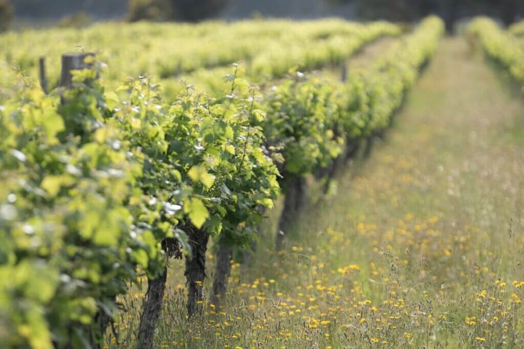 Koonara's organic Coonawarra vineyard rows with natural wildflowers showcasing certified organic family winery biodiversity and sustainable viticulture practices for vegan-friendly Australian wine production